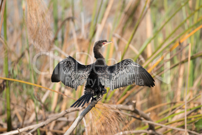 Cormorant on branch with wings stretched out