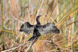 Cormorant on branch with wings stretched out