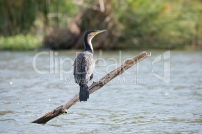 Greater white-breasted cormorant on branch in lake