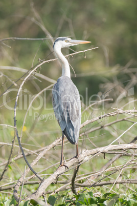 Grey heron from behind turns head right