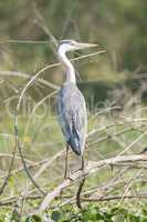 Grey heron from behind turns head right
