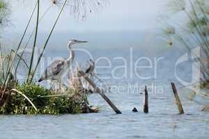 Black-headed heron on island with papyrus reeds