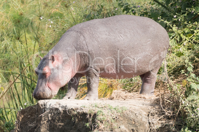 Hippopotamus with eyes closed stands on rock