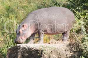 Hippopotamus with eyes closed stands on rock