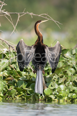 African darter with wings spread beside lake