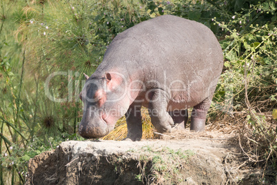 Hippopotamus walks on to rock among bushes