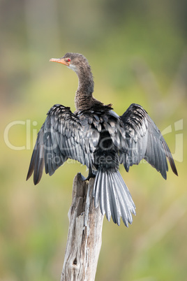 Cormorant perched on post with wings spread