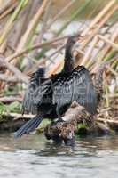Long-tailed cormorant from behind with wings spread