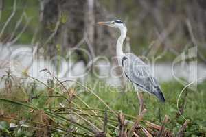 Black-headed heron perched on branches beside water