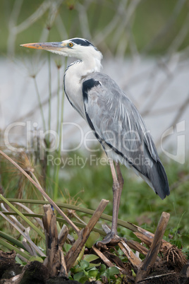 Black-headed heron perched on branches beside lake