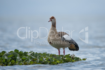 Egyptian goose perched on floating green plant