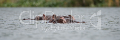 Two hippos showing only heads above water