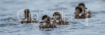 Panorama of five goslings on lake