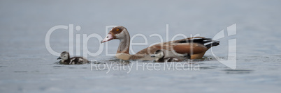 Egyptian goose with two goslings on lake