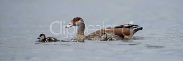 Egyptian goose with two goslings on lake