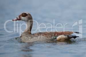 Close-up of Egyptian goose on calm lake