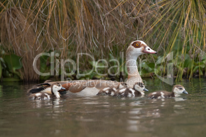 Egyptian goose with four goslings on lake