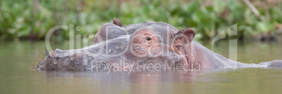 Hippo in lake with head above water