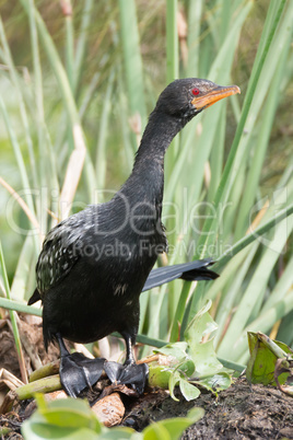 Long-tailed cormorant stretching to see over reeds