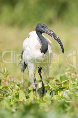 Sacred ibis walking among plants in marsh