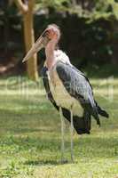 Marabou stork on grass with wings folded