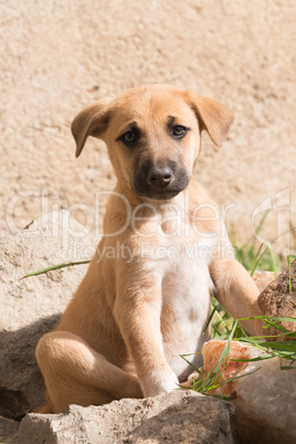 Puppy with black muzzle looking at camera