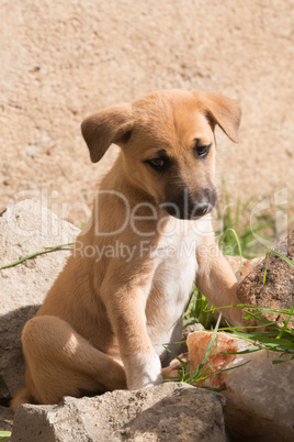 Brown puppy with white socks looking down