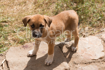 Puppy with white socks looking into camera