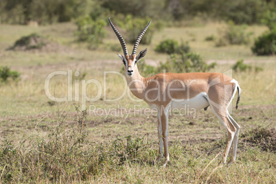 Grant's gazelle stands staring at the camera