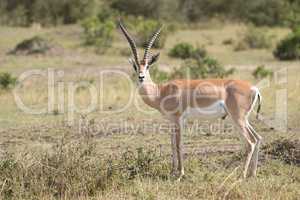 Grant's gazelle stands staring at the camera