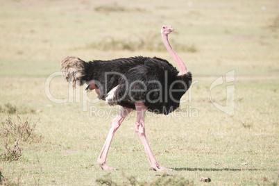 Ostrich strutting across the grassy African savannah