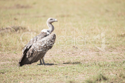 Ruppels griffon vulture on ground faces right