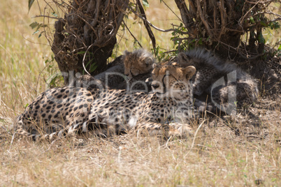 Female cheetah asleep with cubs under bush