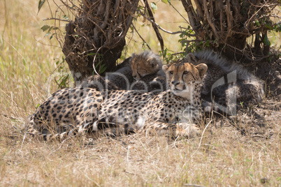 Female cheetah looking into distance with cubs