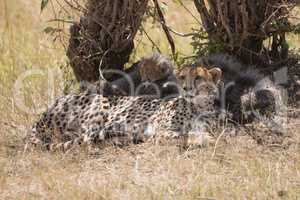 Female cheetah looking into distance with cubs