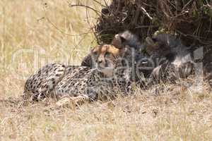Female cheetah looking into distance beside cubs