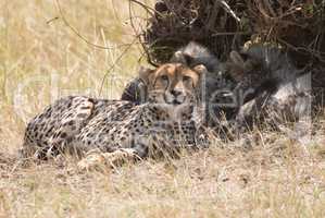 Female cheetah looking at camera beside cubs