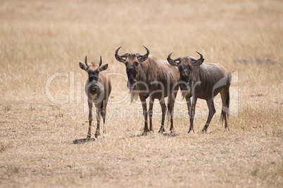 Three wildebeest stand staring at the camera