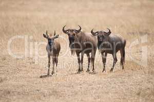 Three wildebeest stand staring at the camera