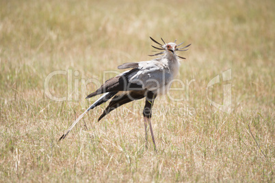 Secretary bird with black and white plumage