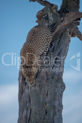 Leopard ready to jump down from tree
