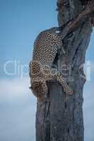 Leopard climbing down tree on African savannah