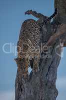 Leopard climbing down tree on African savannah