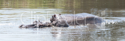 Hippopotamus calf climbs on top of mother