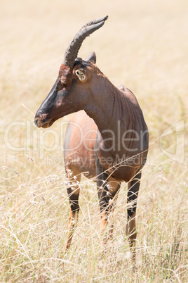 Topi with curved horns and turned head