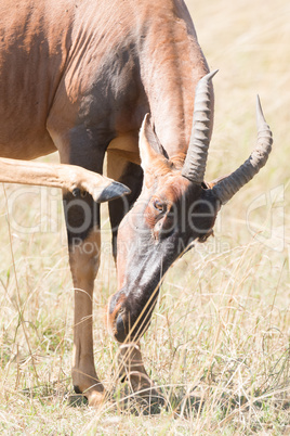 Close-up of topi scratching head with hoof