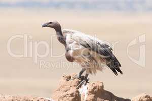 African white-backed vulture perched on termite mound
