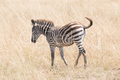 Zebra foal crosses savannah flicking its tail
