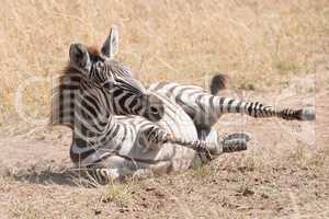 Zebra foal rolls in dust on savannah