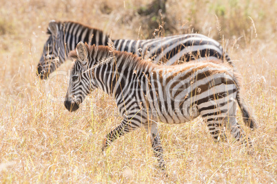 Zebra and foal walk side-by-side on savannah